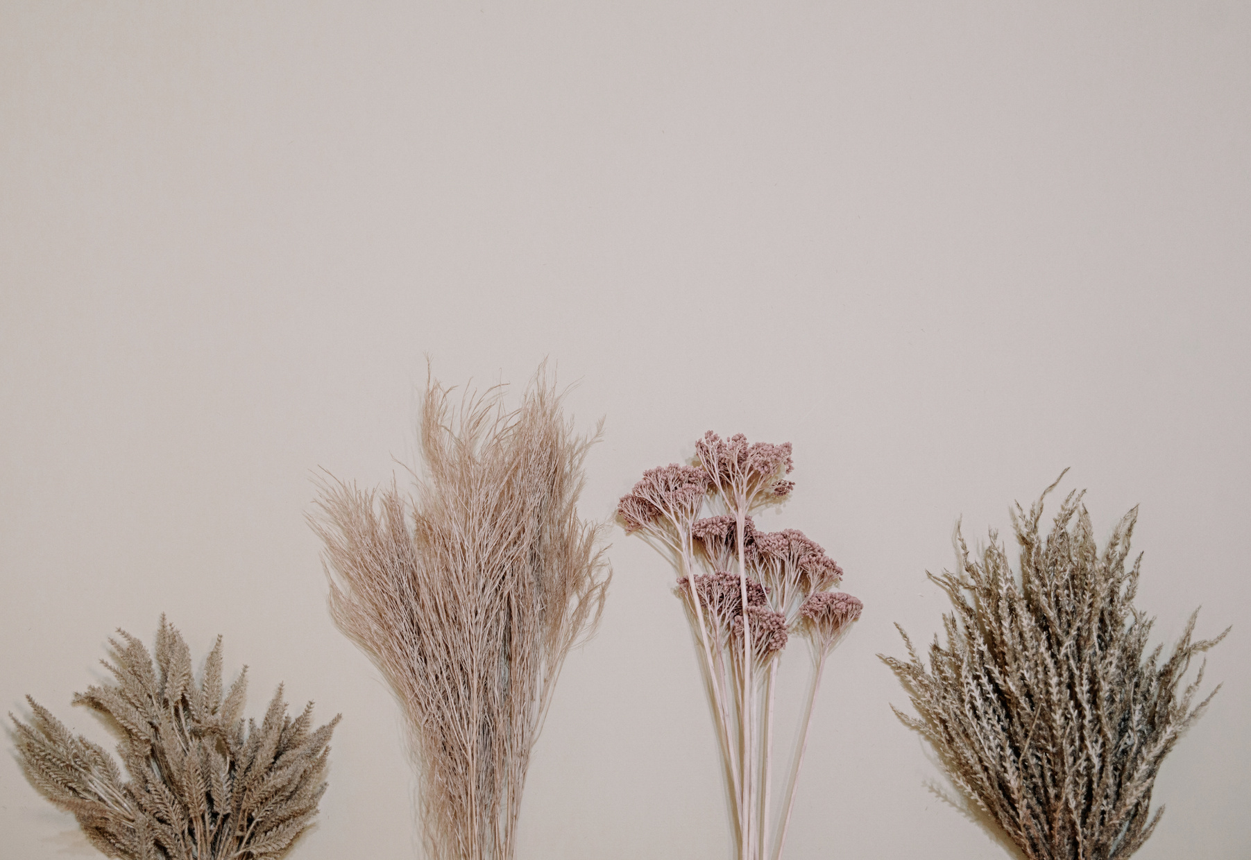 Bunch of Dried Leaves on Light Background